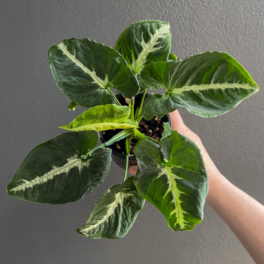 Syngonium wendlandii 'Southern Star' with vibrant green foliage and bold silver veins, perfect for indoor spaces. Chalet Boutique, Australia.
