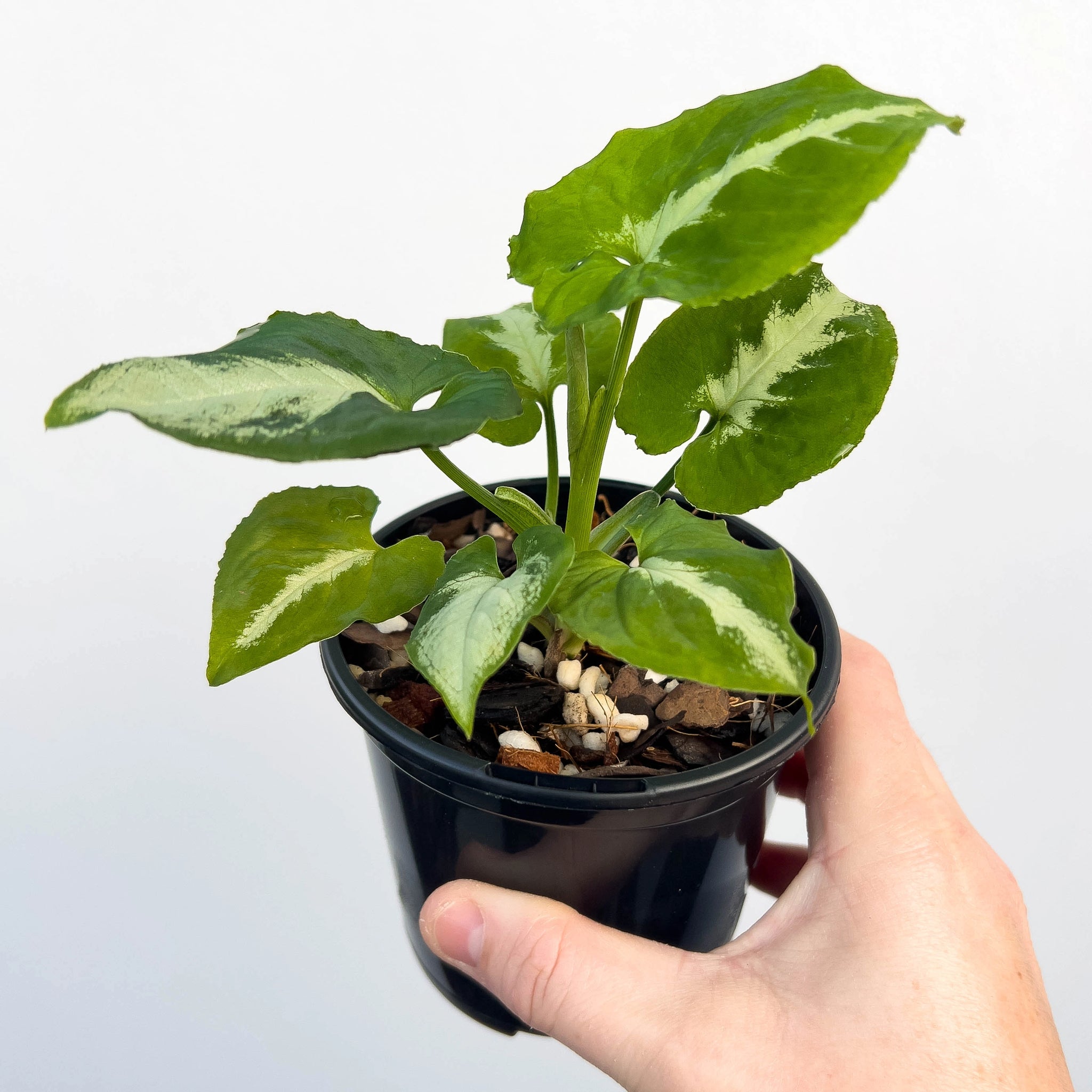 Syngonium wendlandii Southern Star