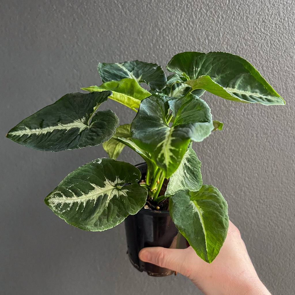 Syngonium wendlandii 'Southern Star' in a nursery pot, showcasing lush green leaves with silver veins. Chalet Boutique, Australia.