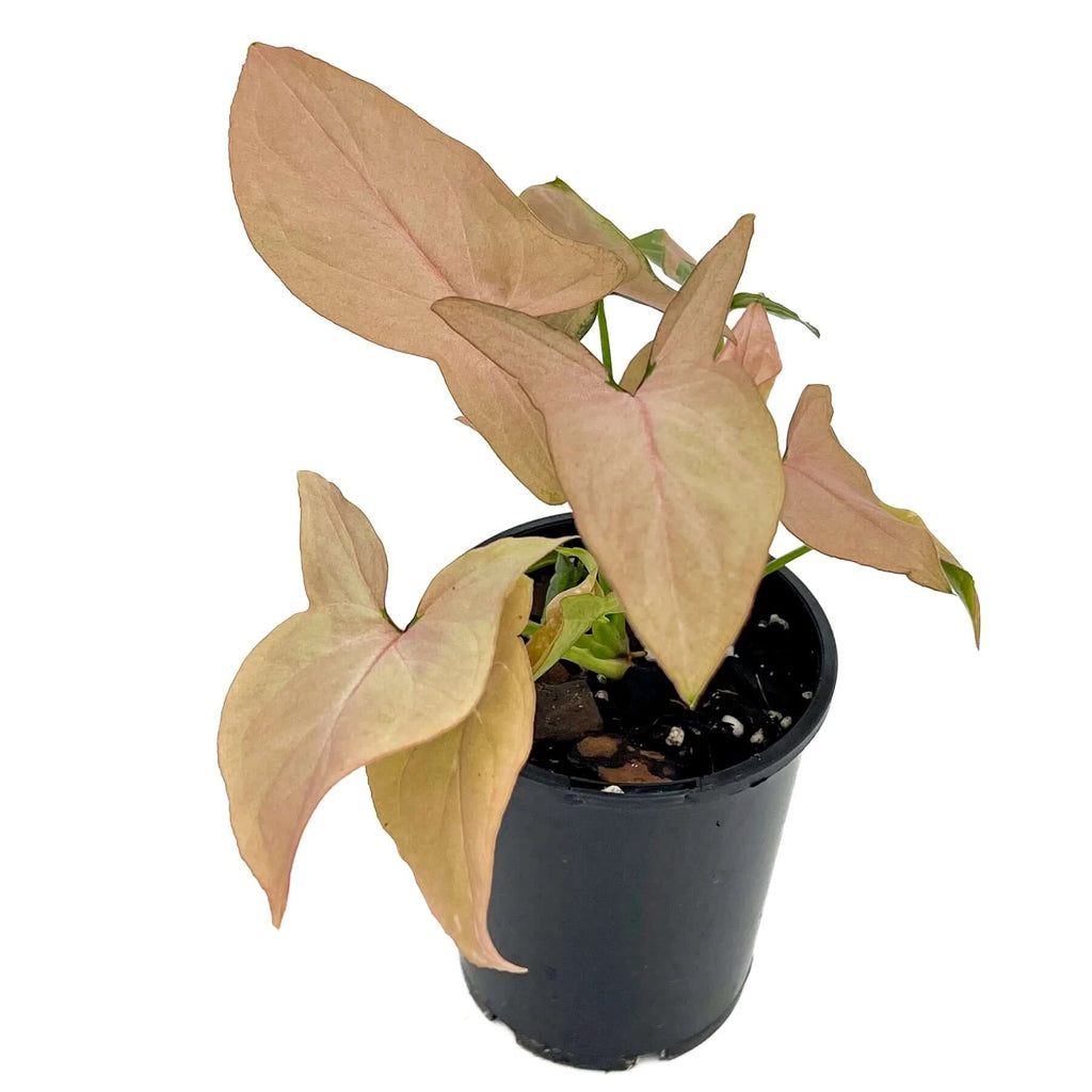 Syngonium Red Queen Gift | Indoor Plant | Chalet Boutique - Australia
