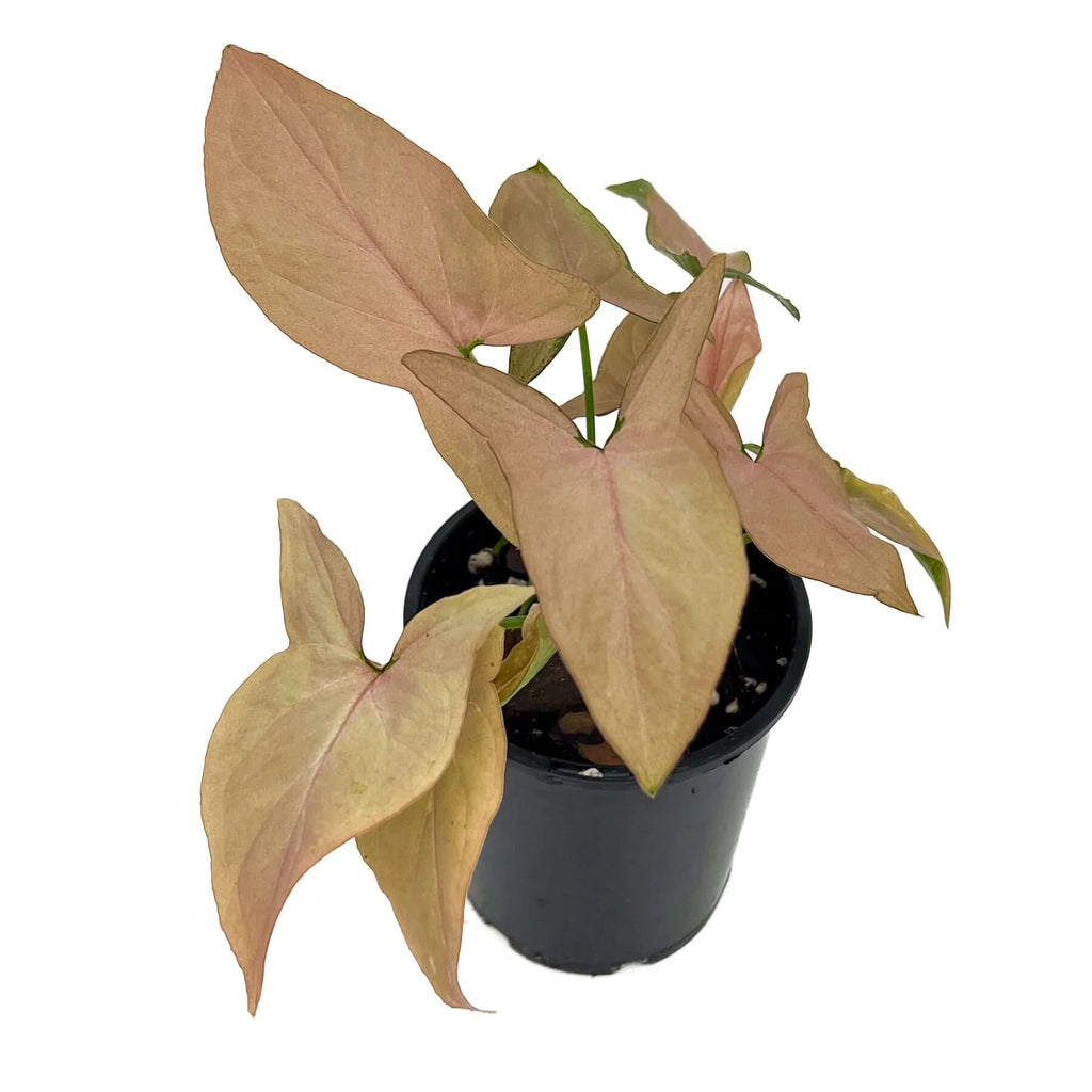 Syngonium Red Queen Gift | Indoor Plant | Chalet Boutique - Australia