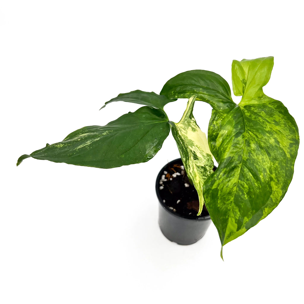 Syngonium podophyllum Aurea | Indoor Plant | Chalet Boutique - Australia