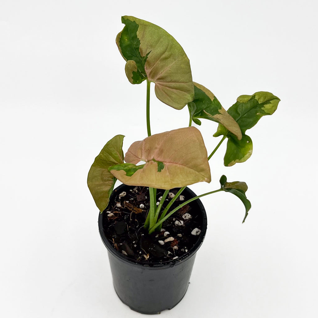 Syngonium Beauty | Indoor Plant | Chalet Boutique - Australia