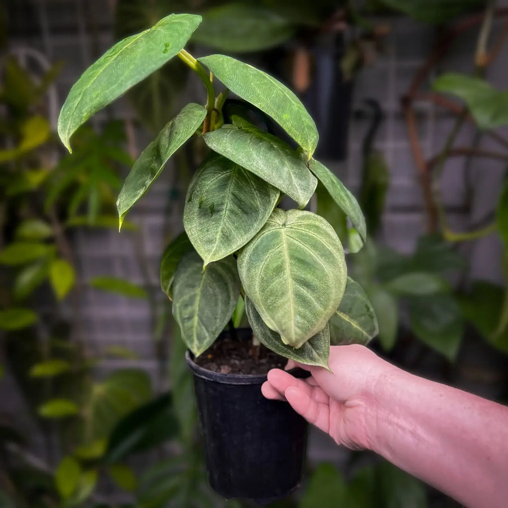 Syngonium 'Frozen Heart' plant in a black pot, showcasing its heart-shaped, matte green leaves. Chalet Boutique, Australia.