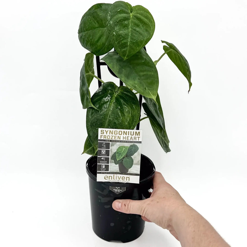 Syngonium Chiapense ‘Frozen Heart’ | Indoor Plant | Chalet Boutique - Australia
