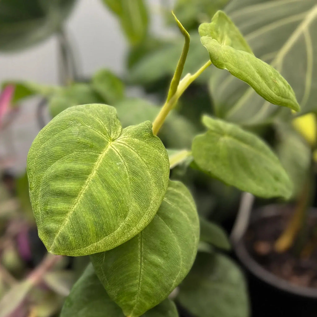 Close-up of Syngonium 'Frozen Heart' leaves showcasing their heart shape and vibrant green colour. Chalet Boutique, Australia.