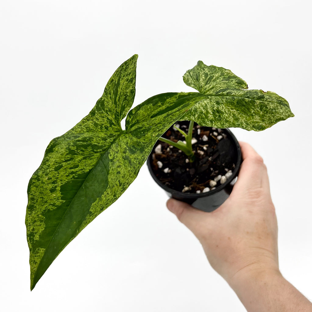 Syngonium 'Mojito' | Indoor Plant | Chalet Boutique - Australia