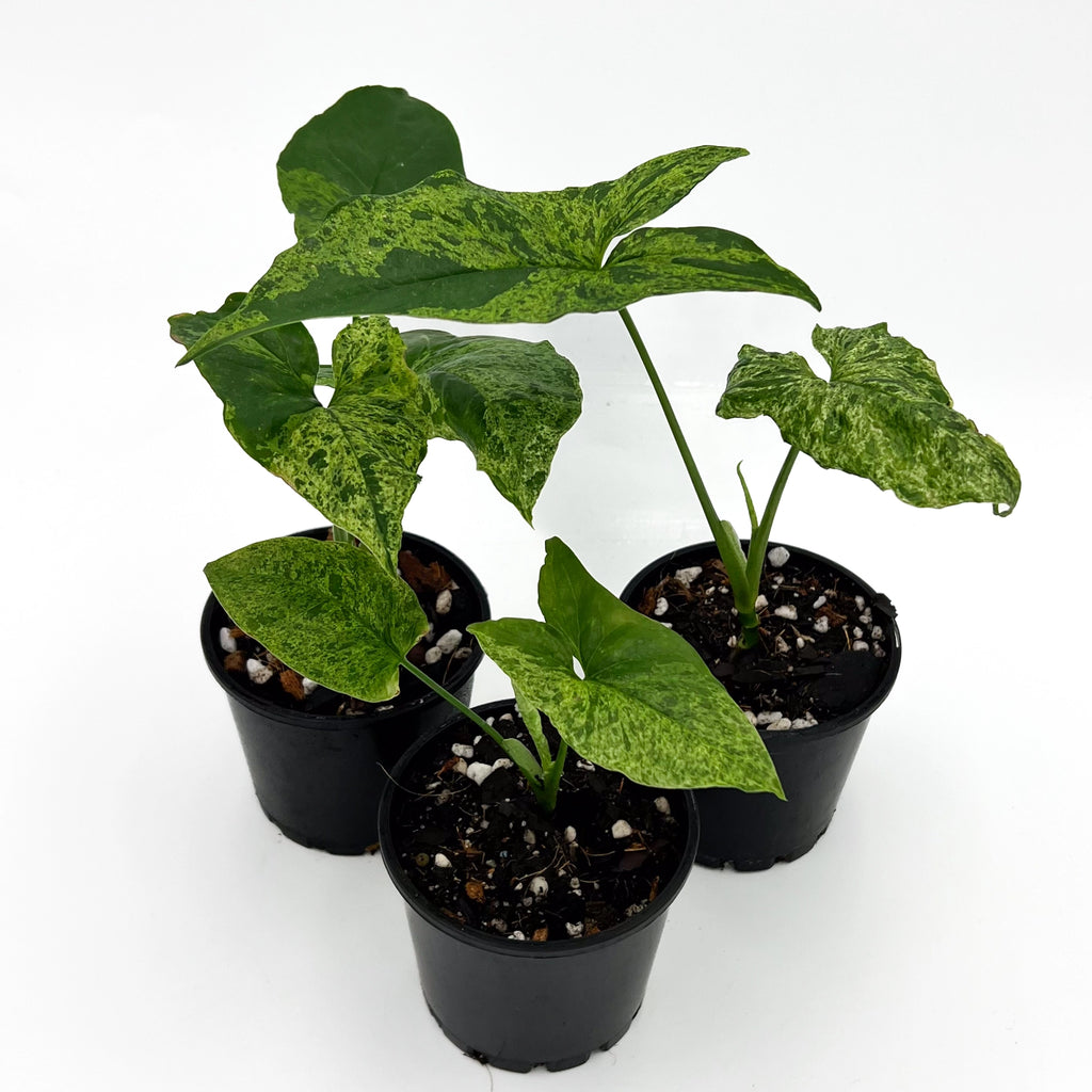 Syngonium 'Mojito' | Indoor Plant | Chalet Boutique - Australia