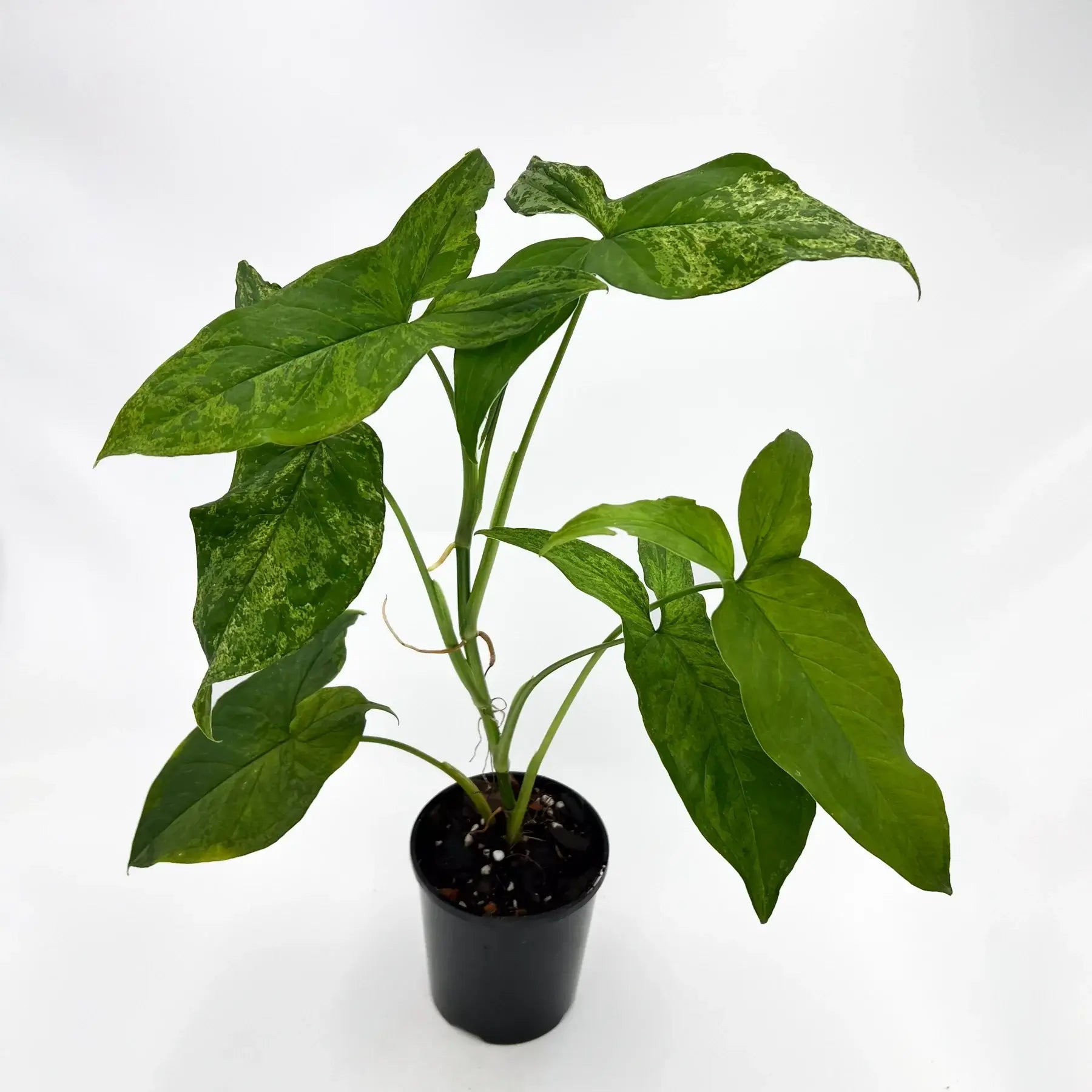 philodendron mojito Syngonium podophyllum 'Mojito'