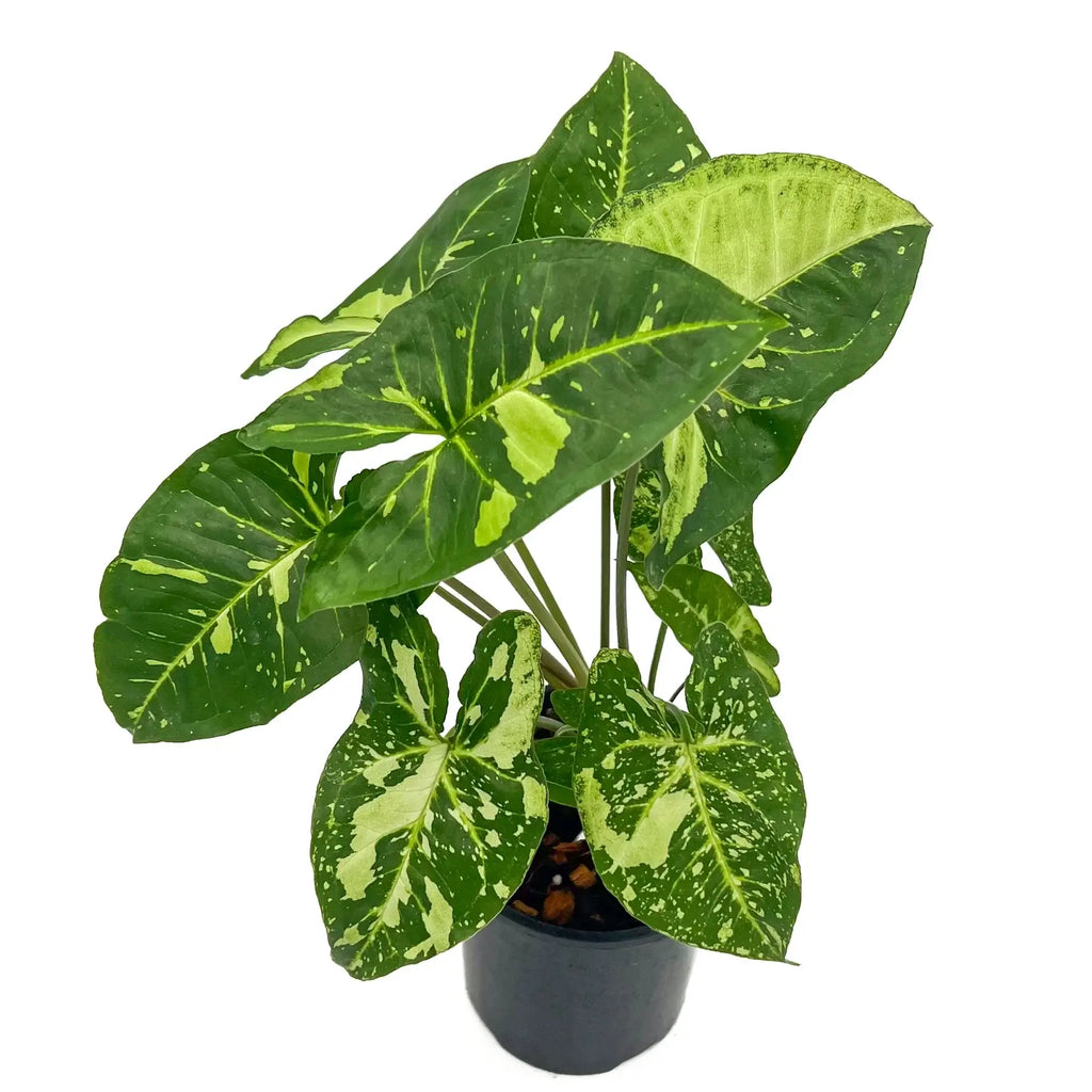 Syngonium podophyllum Panda | Indoor Plant | Chalet Boutique - Australia