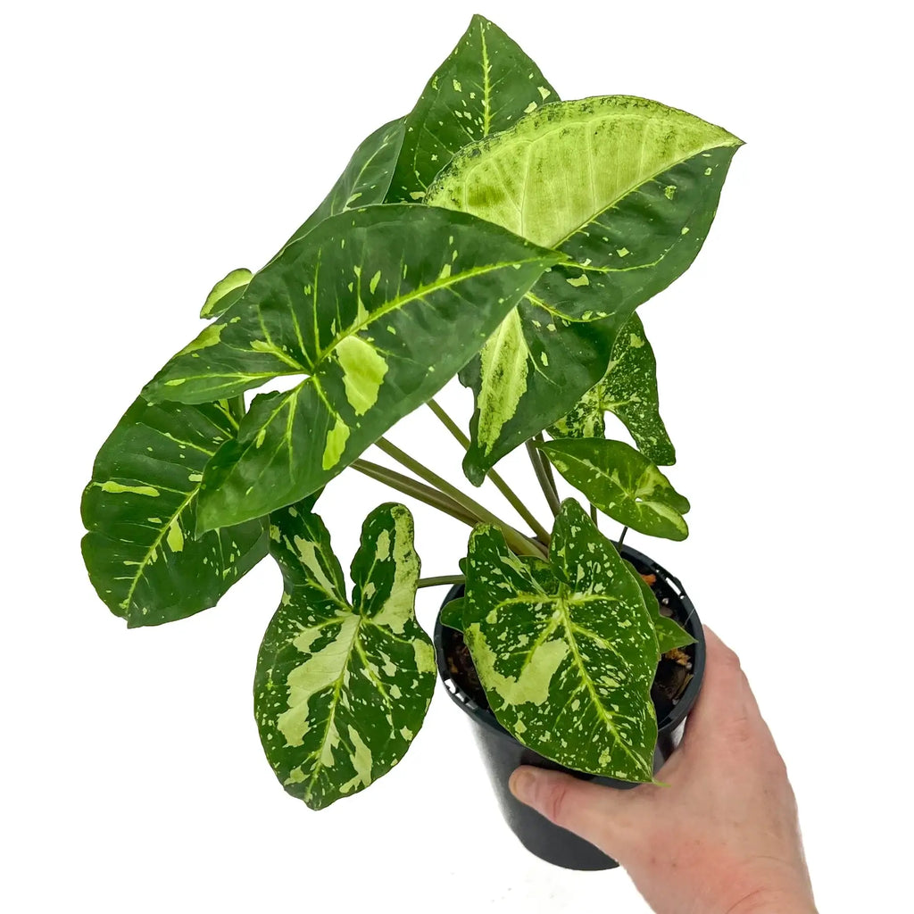 Syngonium podophyllum Panda | Indoor Plant | Chalet Boutique - Australia