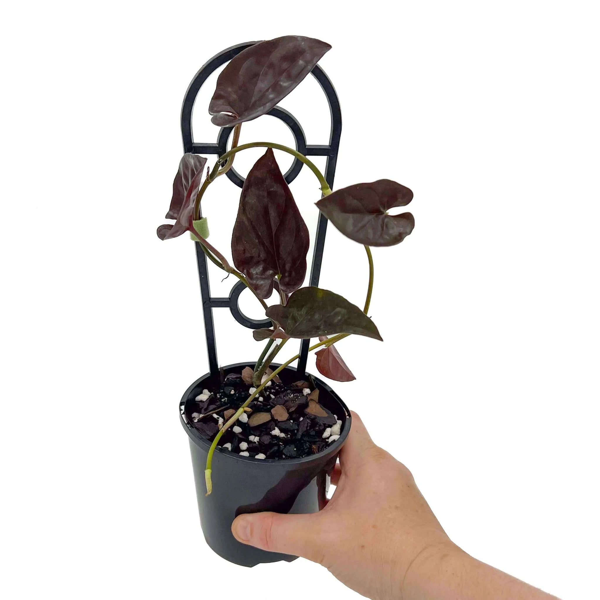 Syngonium Red Arrow