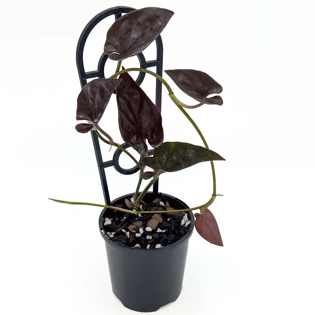 Syngonium erythrophyllum 'Red Arrow' | Indoor Plant | Chalet Boutique - Australia