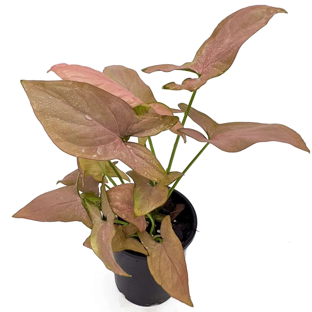 Syngonium Red Queen | Indoor Plant | Chalet Boutique - Australia