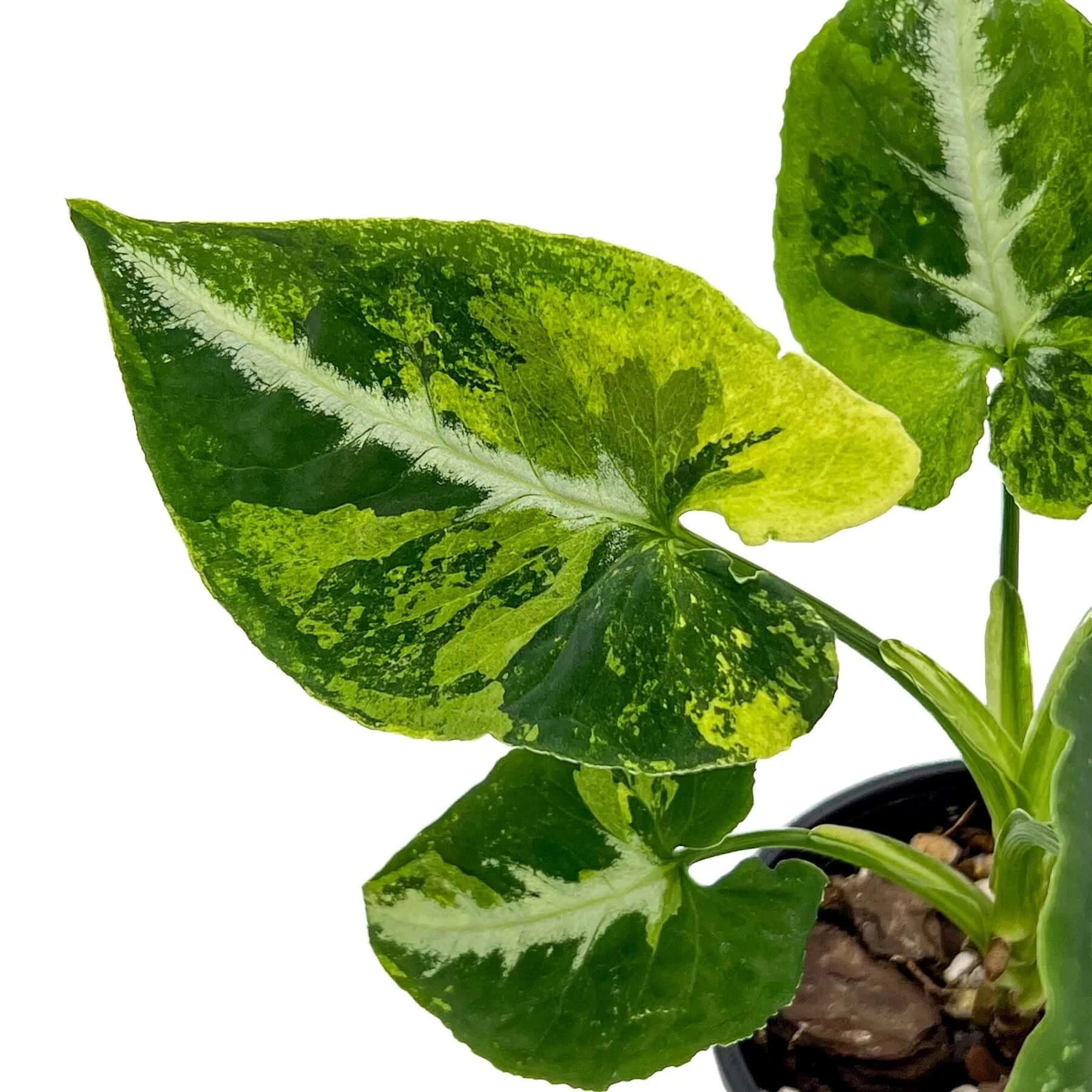 Syngonium 'Scrambled Egg' Variegated For Sale, Australia