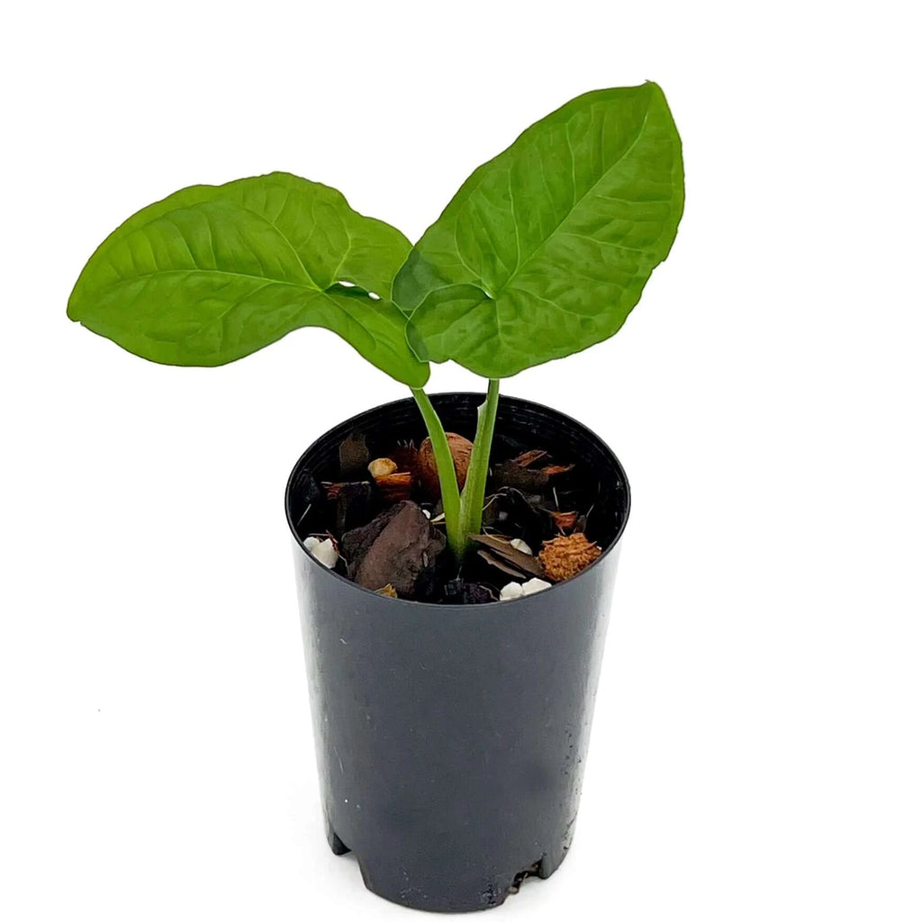 Syngonium steyermarkii | Indoor Plant | Chalet Boutique - Australia