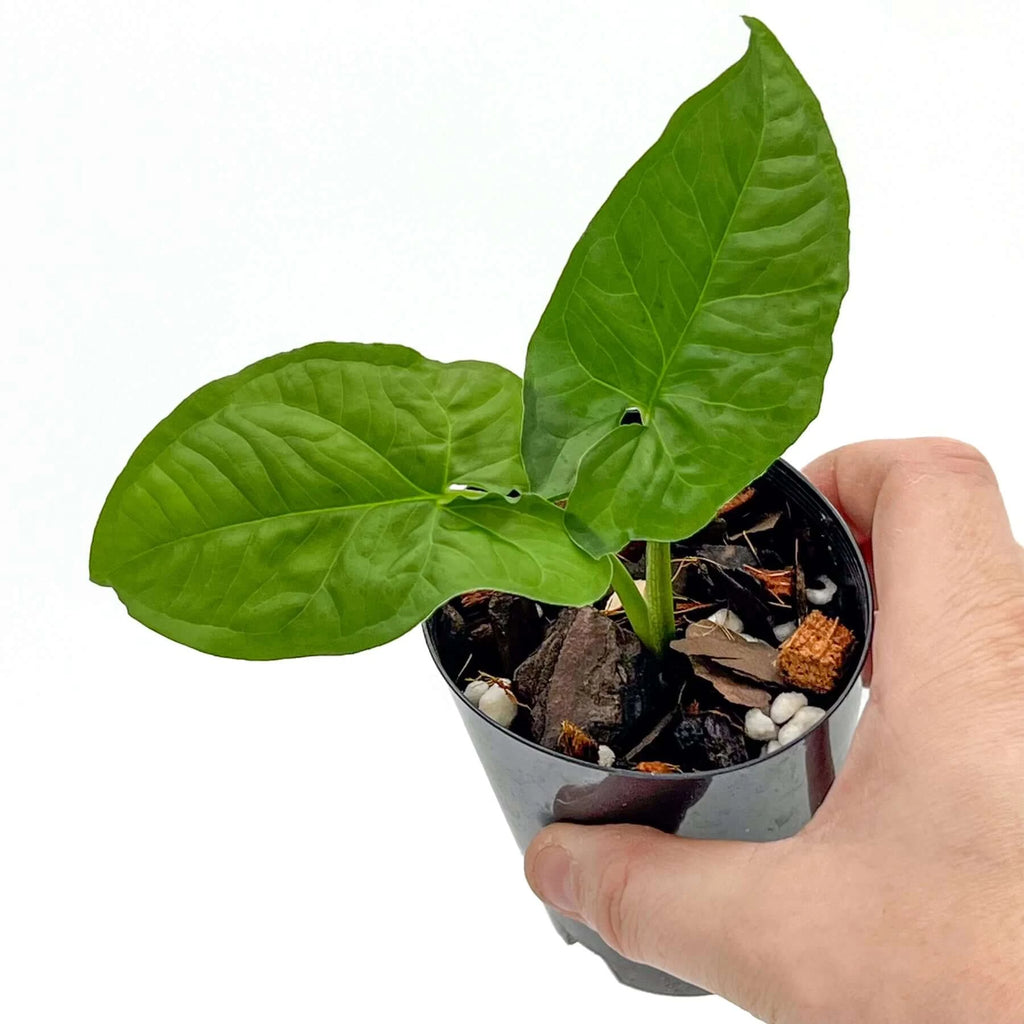 Syngonium steyermarkii | Indoor Plant | Chalet Boutique - Australia