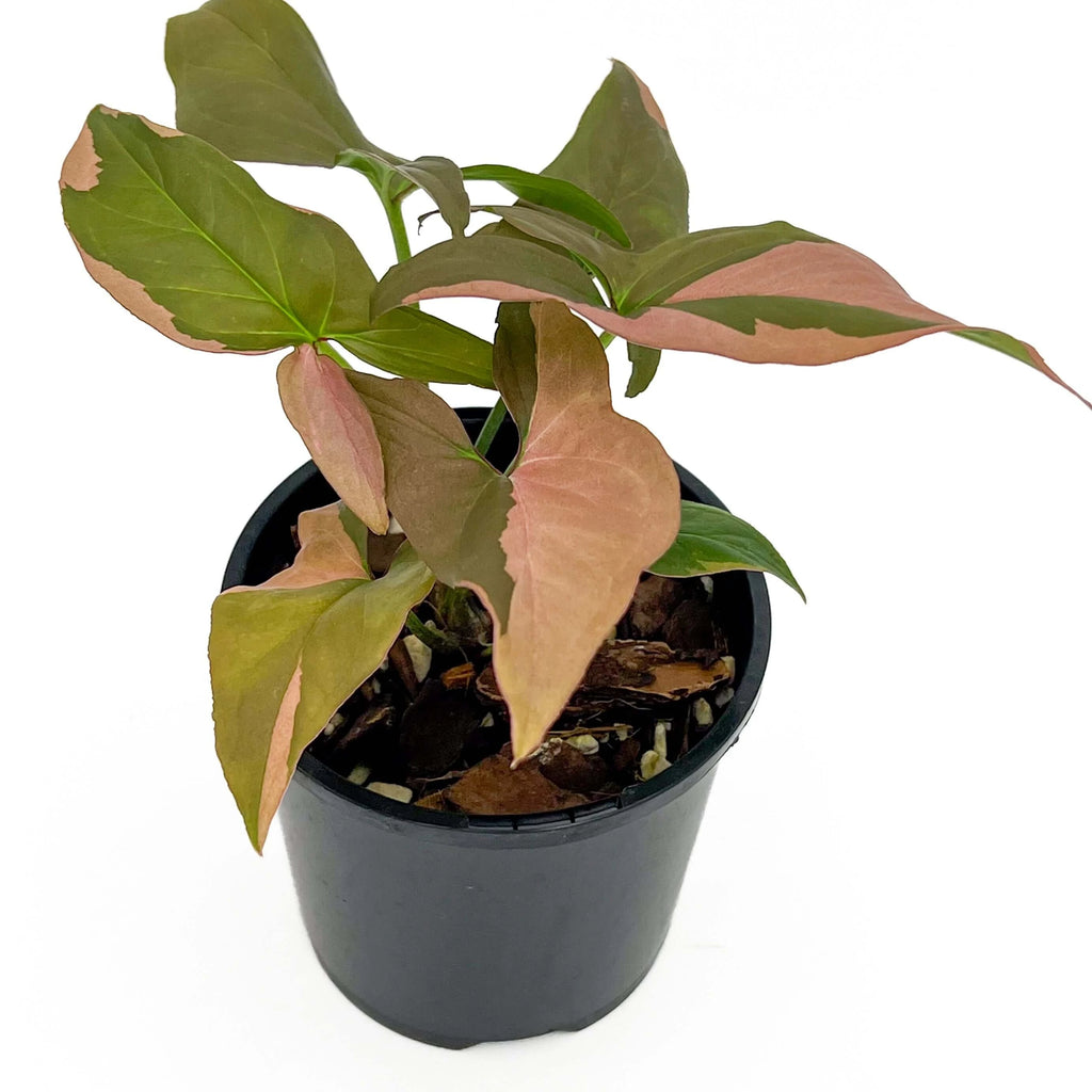 Syngonium Red Spot - Arrowhead Plant | Indoor Plant | Chalet Boutique - Australia