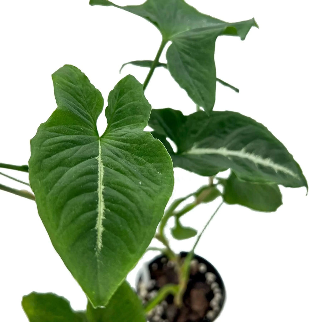 Syngonium Wendlandii 'Southern Star' | Indoor Plant | Chalet Boutique - Australia