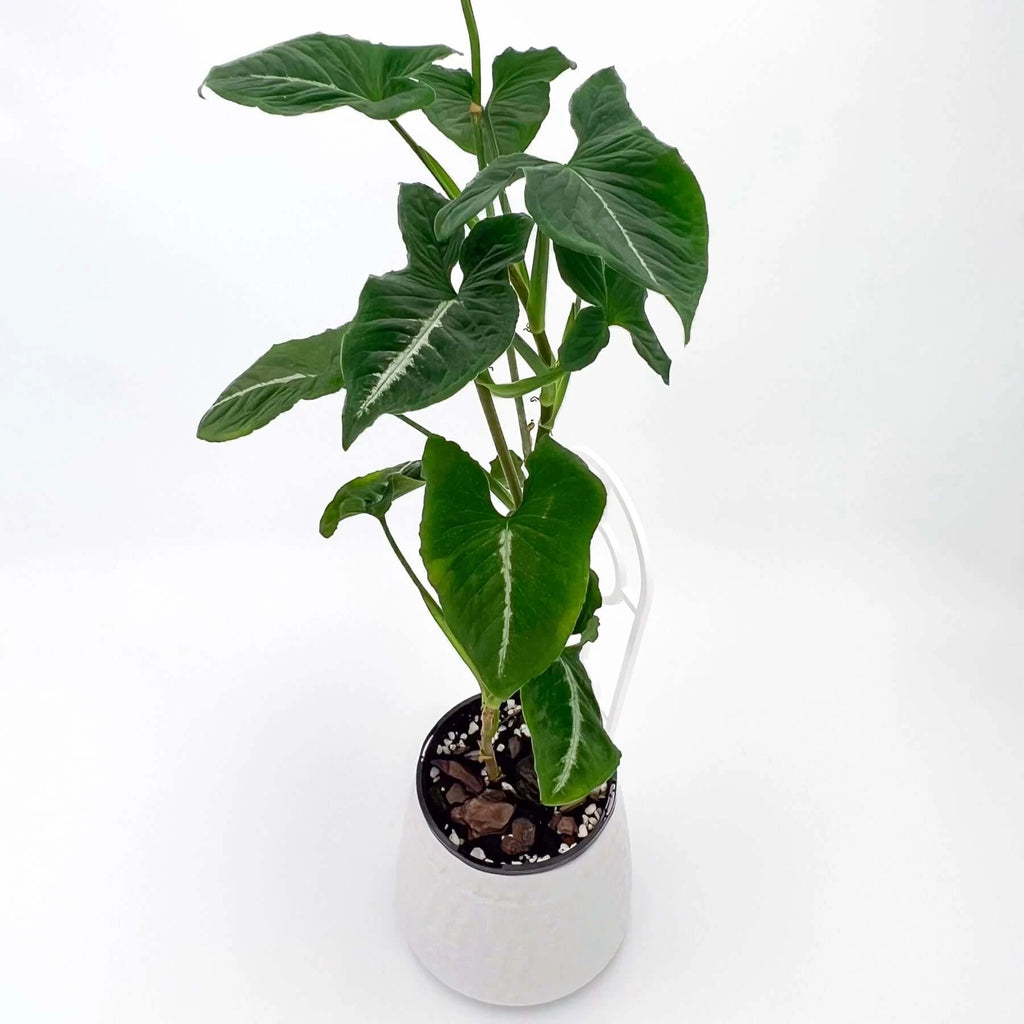 Syngonium Wendlandii 'Southern Star' | Indoor Plant | Chalet Boutique - Australia