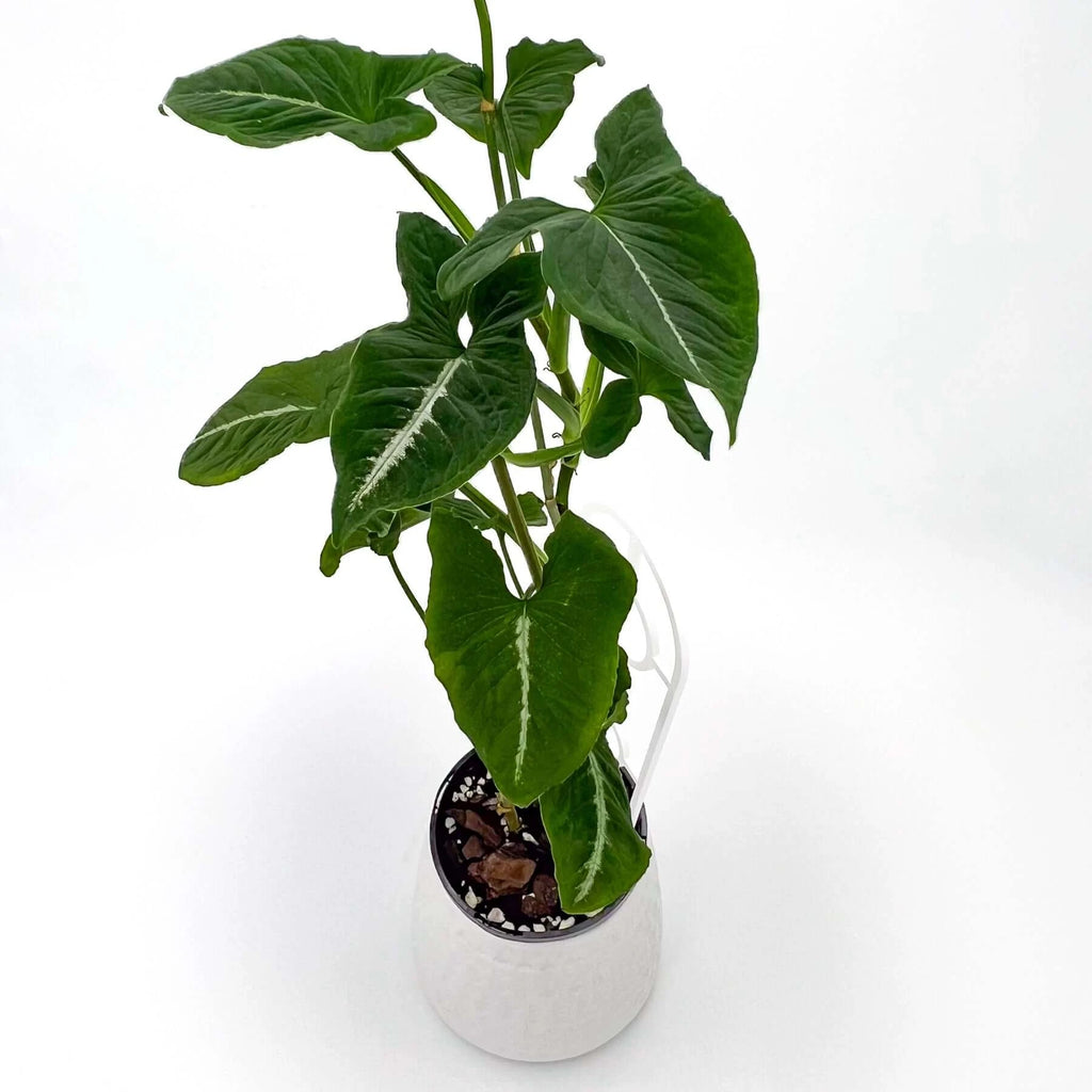 Syngonium Wendlandii 'Southern Star' | Indoor Plant | Chalet Boutique - Australia