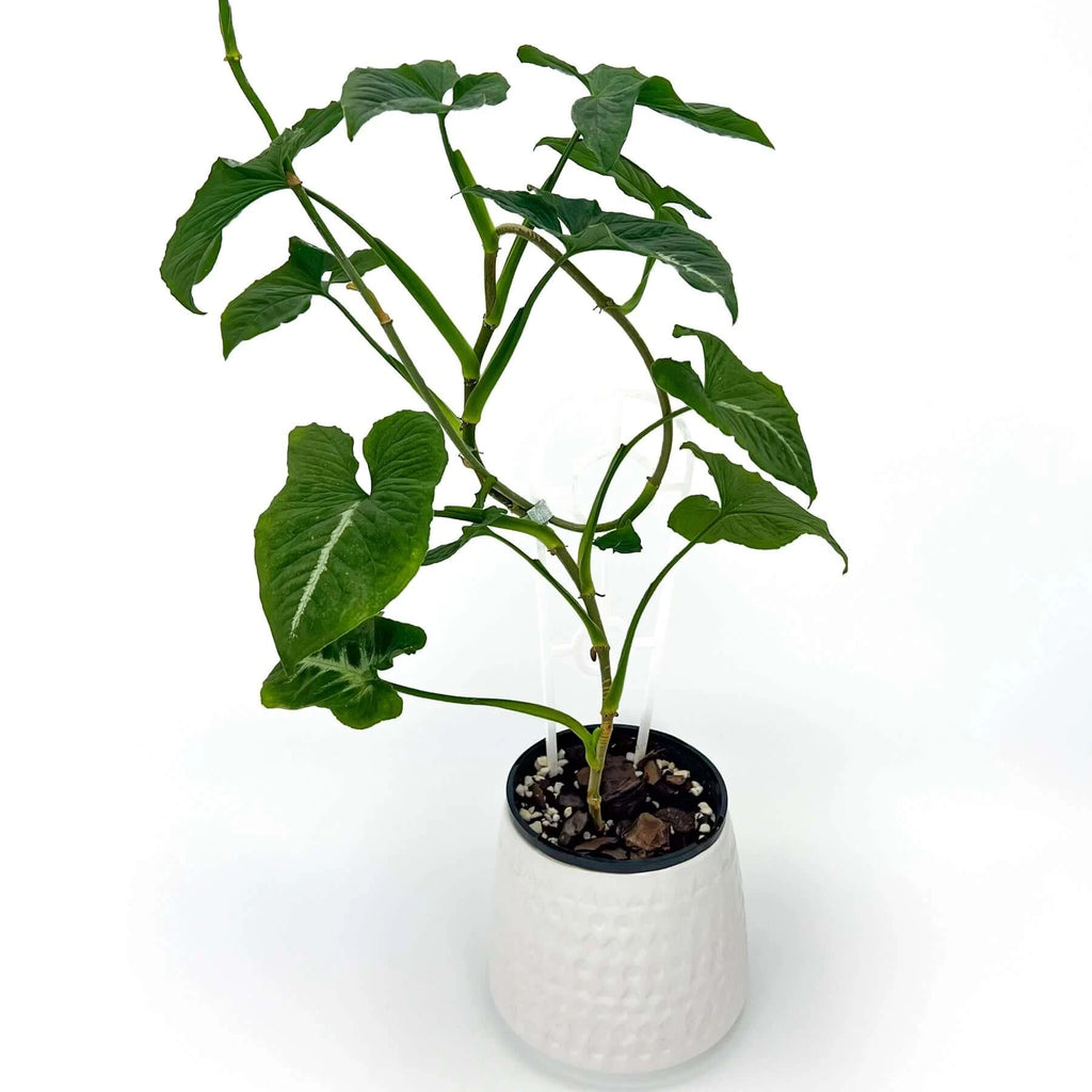 Syngonium Wendlandii 'Southern Star' | Indoor Plant | Chalet Boutique - Australia