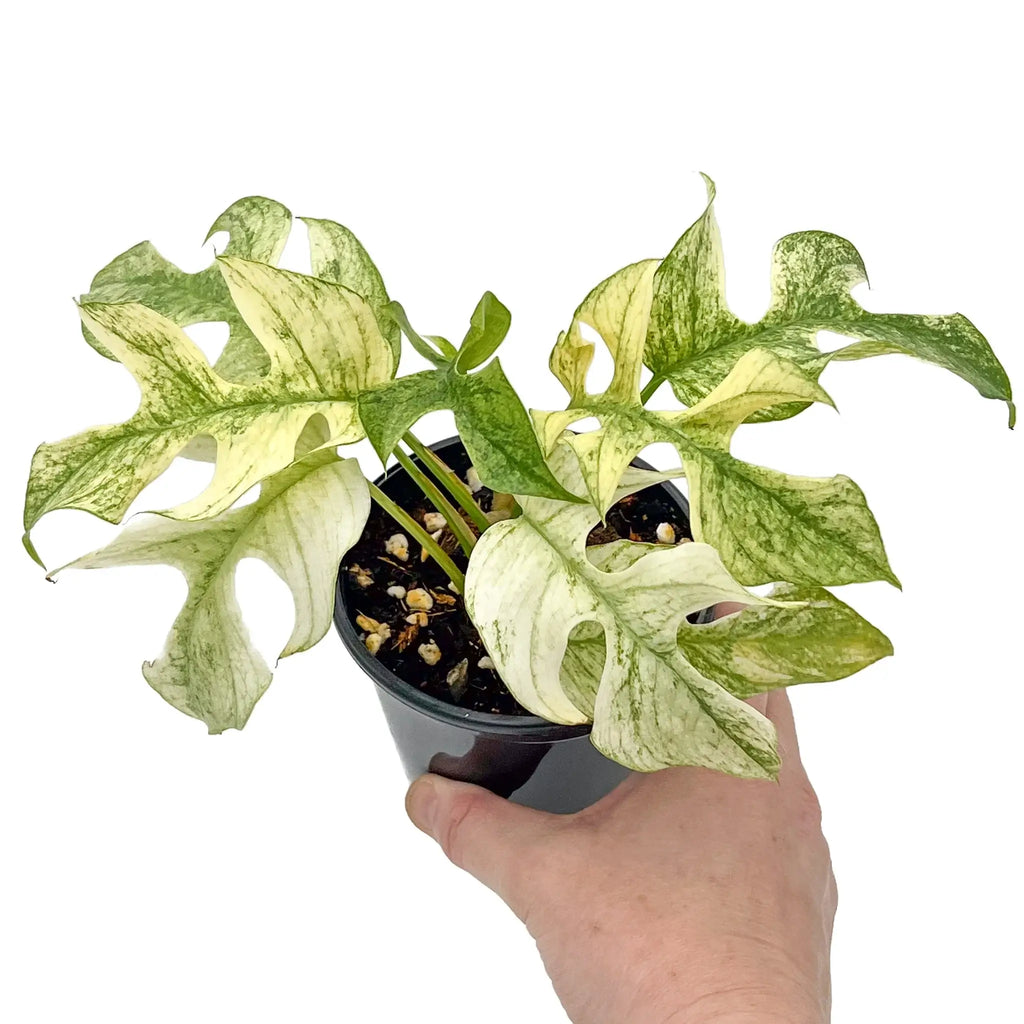 Rhaphidophora Tetrasperma Mint Variegated plant with striking green and white leaves, perfect for rare indoor plant collectors. Chalet Boutique, Australia.