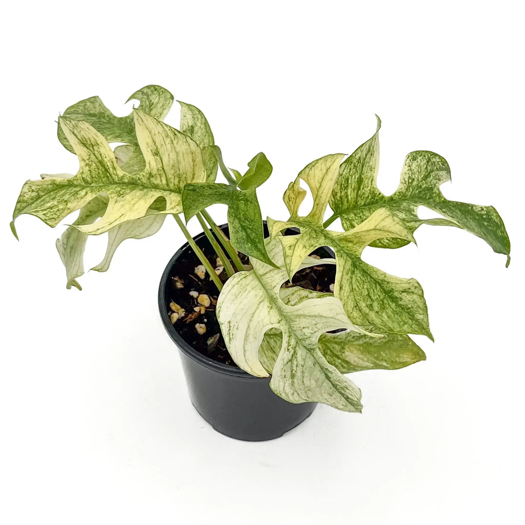 Rhaphidophora Tetrasperma Mint Variegated in black pot, showcasing striking white and mint-green foliage. Chalet Boutique, Australia.