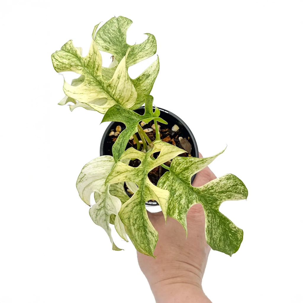 Rhaphidophora Tetrasperma Mint Variegated with striking foliage, held in hand, available at Chalet Boutique, Australia.