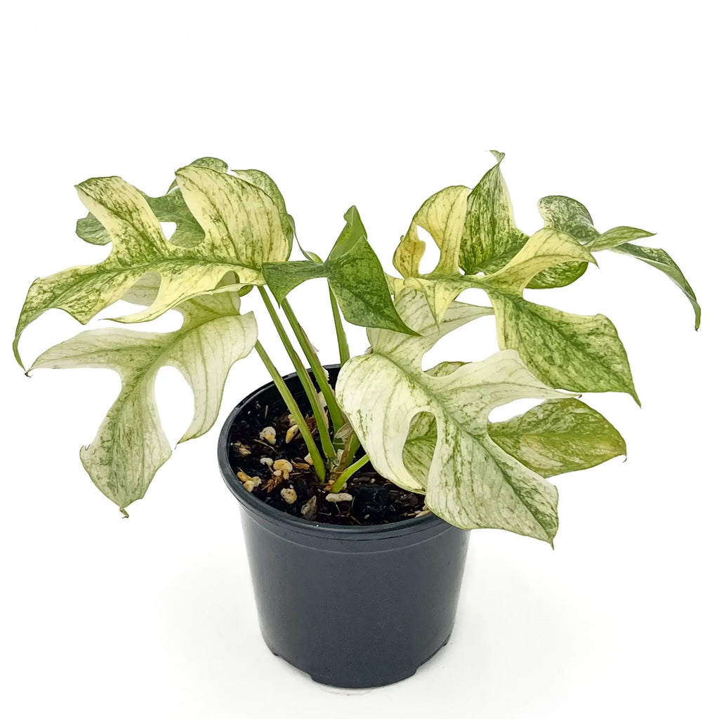 Rhaphidophora Tetrasperma Mint Variegated in pot, showcasing rare white and mint-green leaves, available at Chalet Boutique, Australia.