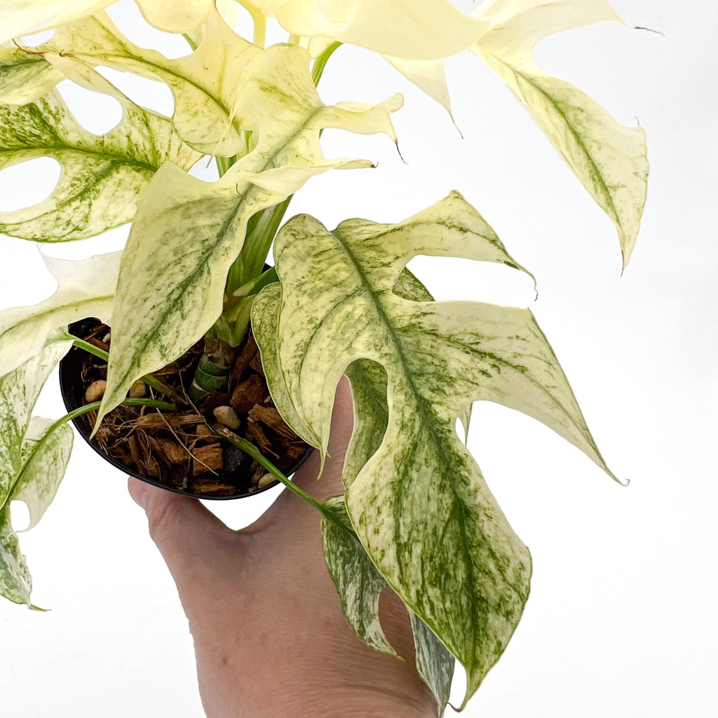 Close-up of Rhaphidophora Tetrasperma Mint Variegated with striking white and green leaves held in a hand, Chalet Boutique, Australia.