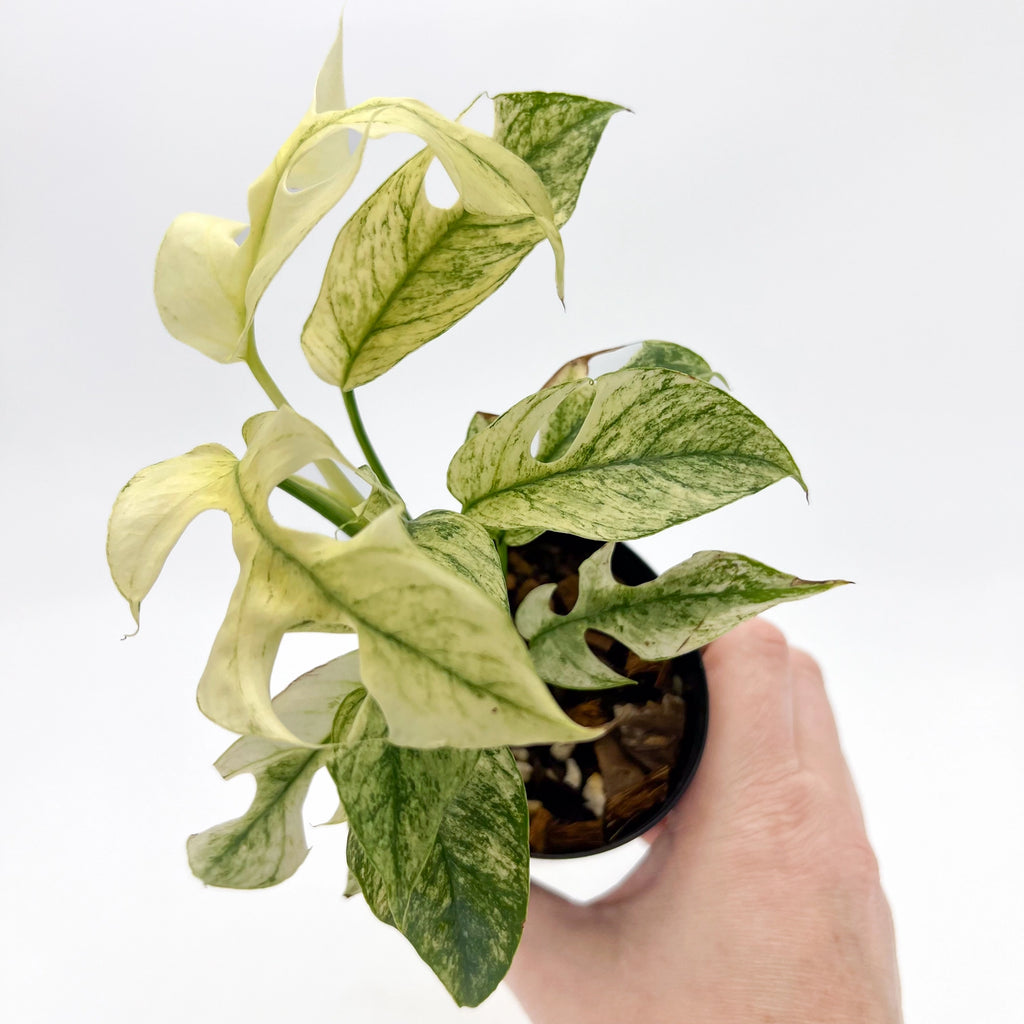 Rhaphidophora Tetrasperma Mint Variegated plant in hand, showcasing unique white and mint-green leaves. Chalet Boutique, Australia.