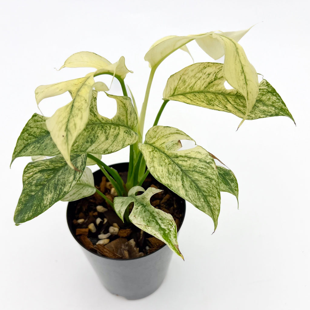 Rhaphidophora Tetrasperma Mint Variegated in a pot showcasing unique white and mint-green variegated leaves. Chalet Boutique, Australia.