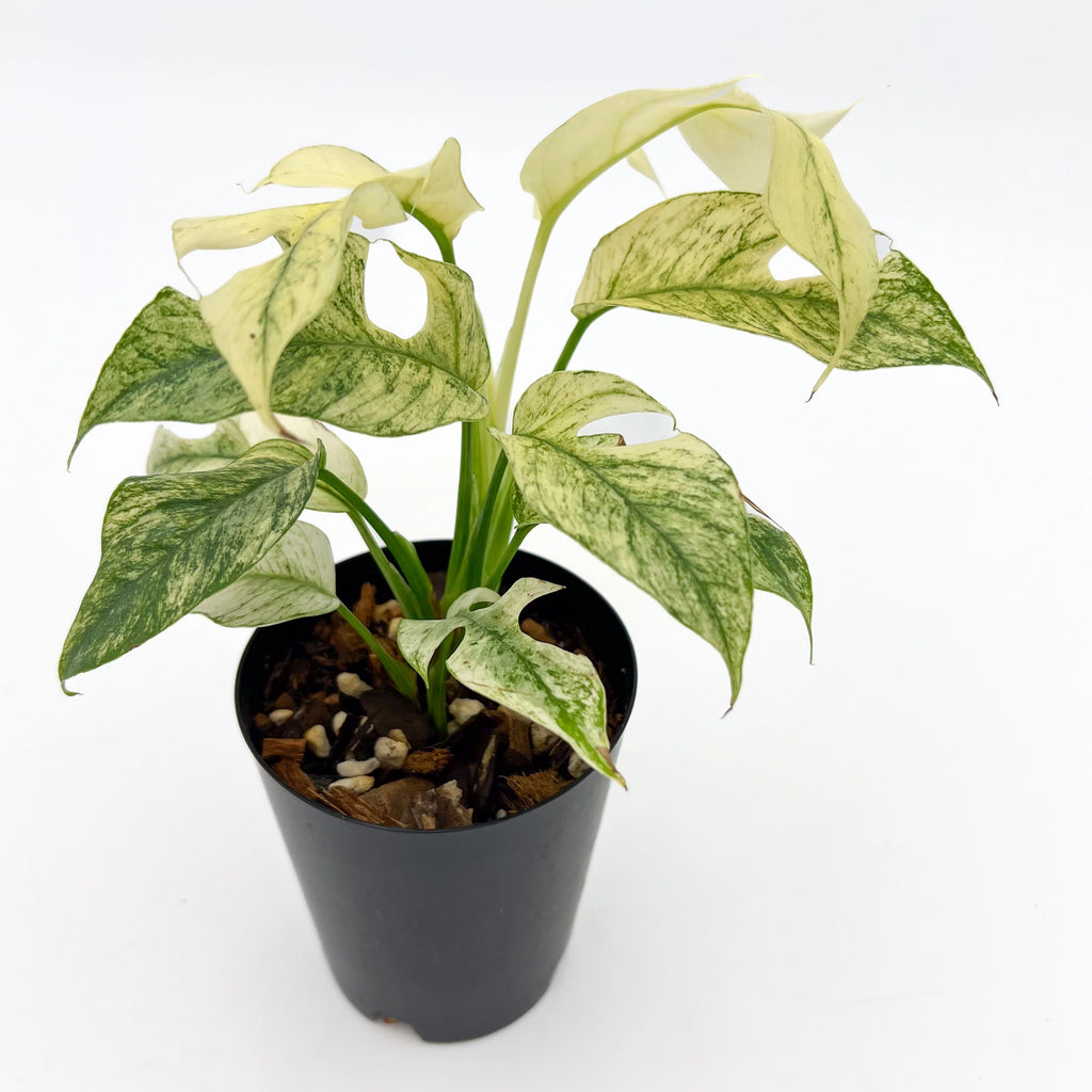 Rhaphidophora Tetrasperma Mint Variegated plant in a pot, showcasing rare variegated foliage. Chalet Boutique, Australia.