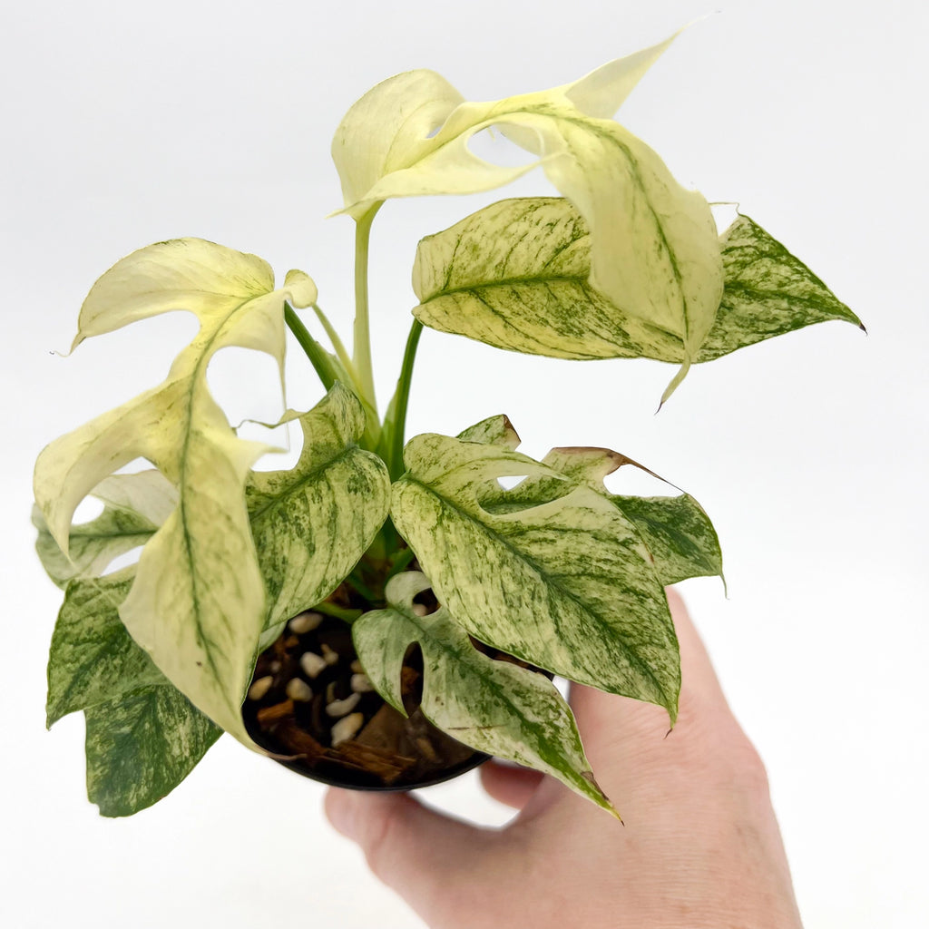 Rare Rhaphidophora Tetrasperma Mint Variegated plant with striking white and green foliage, perfect for indoor settings. Chalet Boutique, Australia.