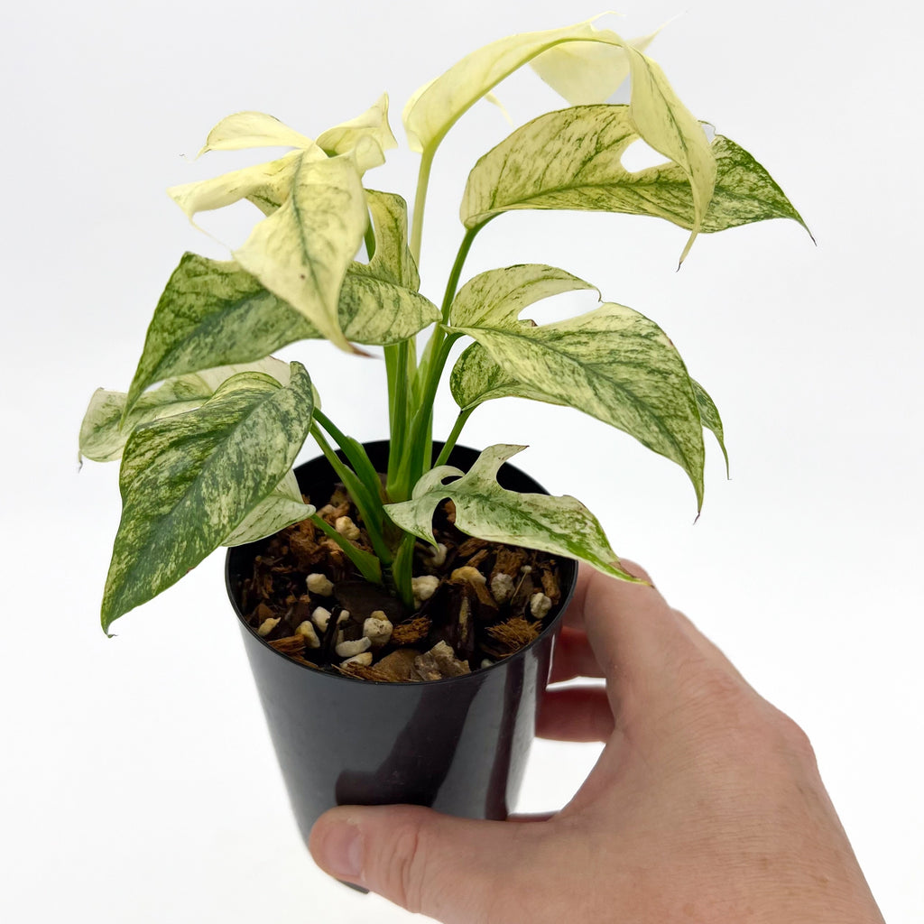 Hand holding a Rhaphidophora Tetrasperma Mint Variegated plant in a black pot showcasing its striking white and mint-green foliage. Chalet Boutique, Australia.