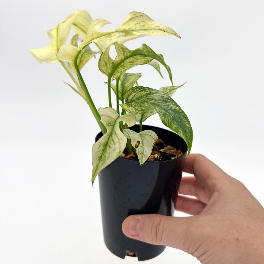 Rare Rhaphidophora Tetrasperma Mint Variegated plant in hand, showcasing striking white and mint-green foliage. Chalet Boutique, Australia.