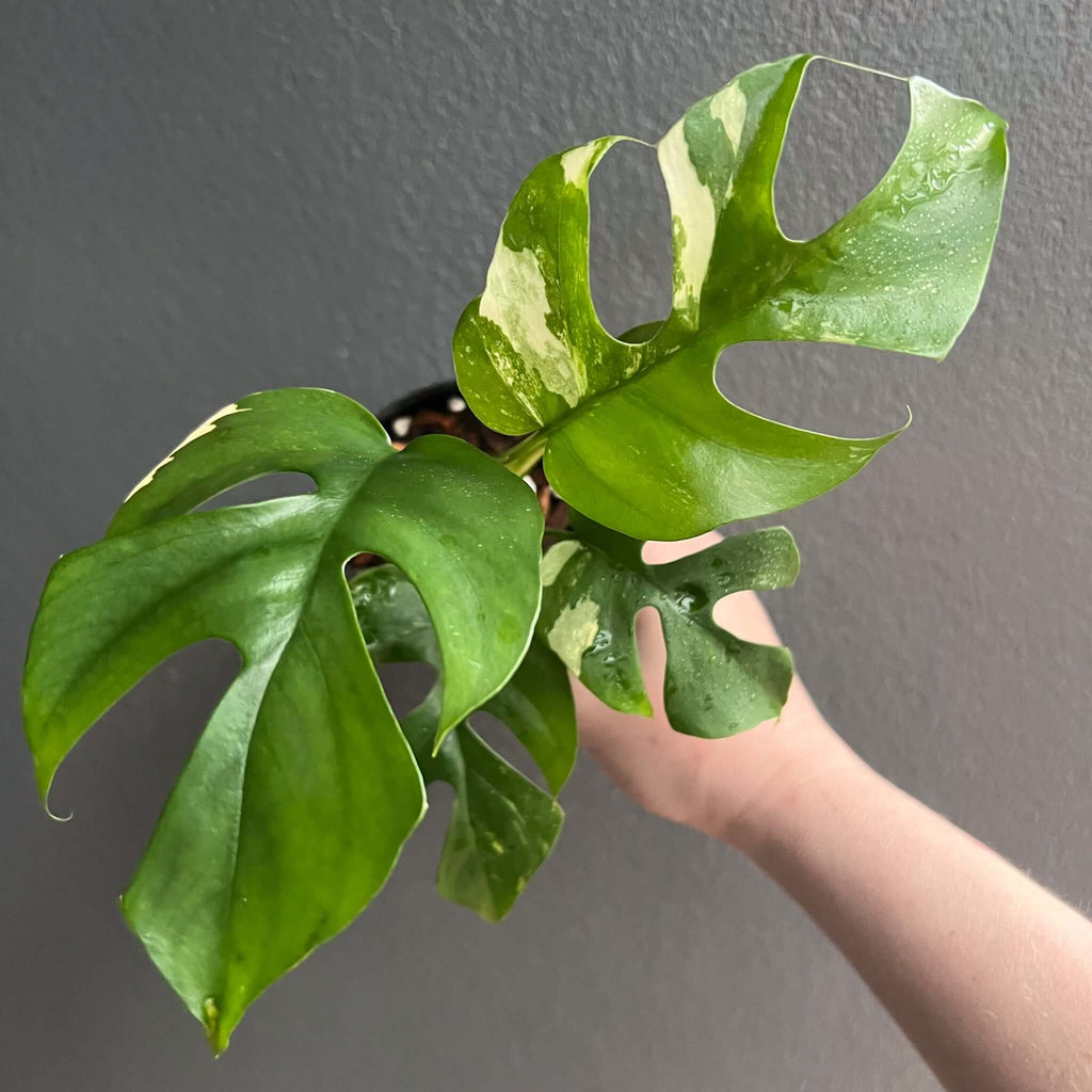 Variegated Rhaphidophora tetrasperma with fenestrated leaves held in hand, a rare indoor plant from Chalet Boutique, Australia.