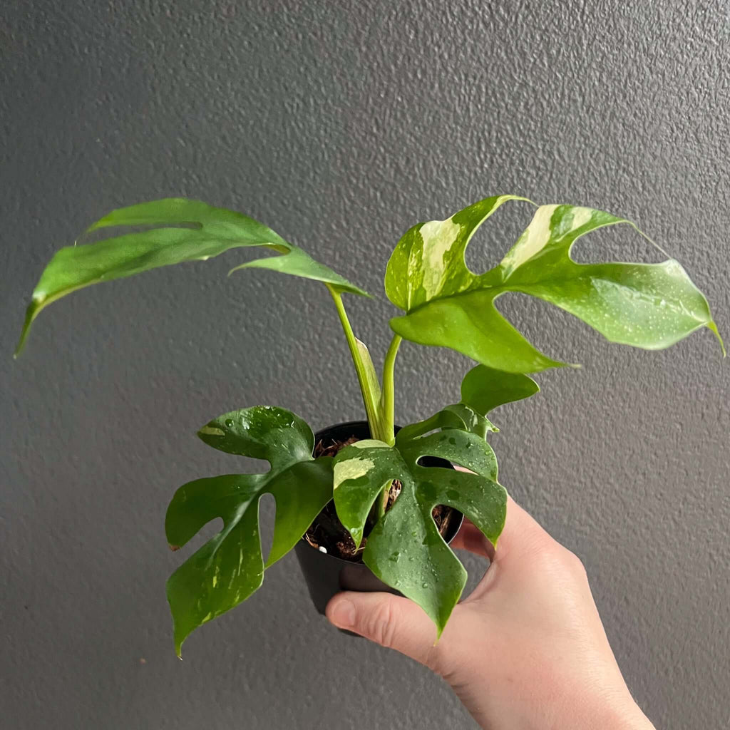 Rhaphidophora tetrasperma variegated indoor plant in hand, showcasing unique split leaves and variegation. Buy rare plants online at Chalet Boutique, Australia.