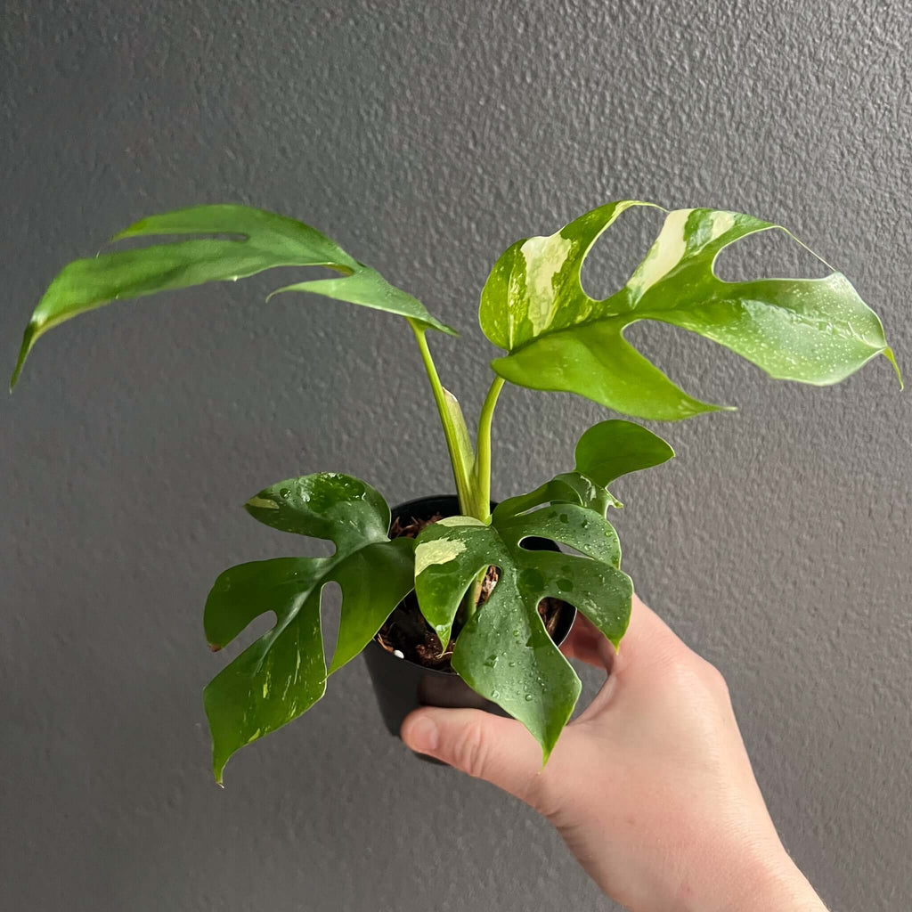 Variegated Rhaphidophora tetrasperma plant in hand, showcasing unique fenestrated leaves, available at Chalet Boutique, Australia.
