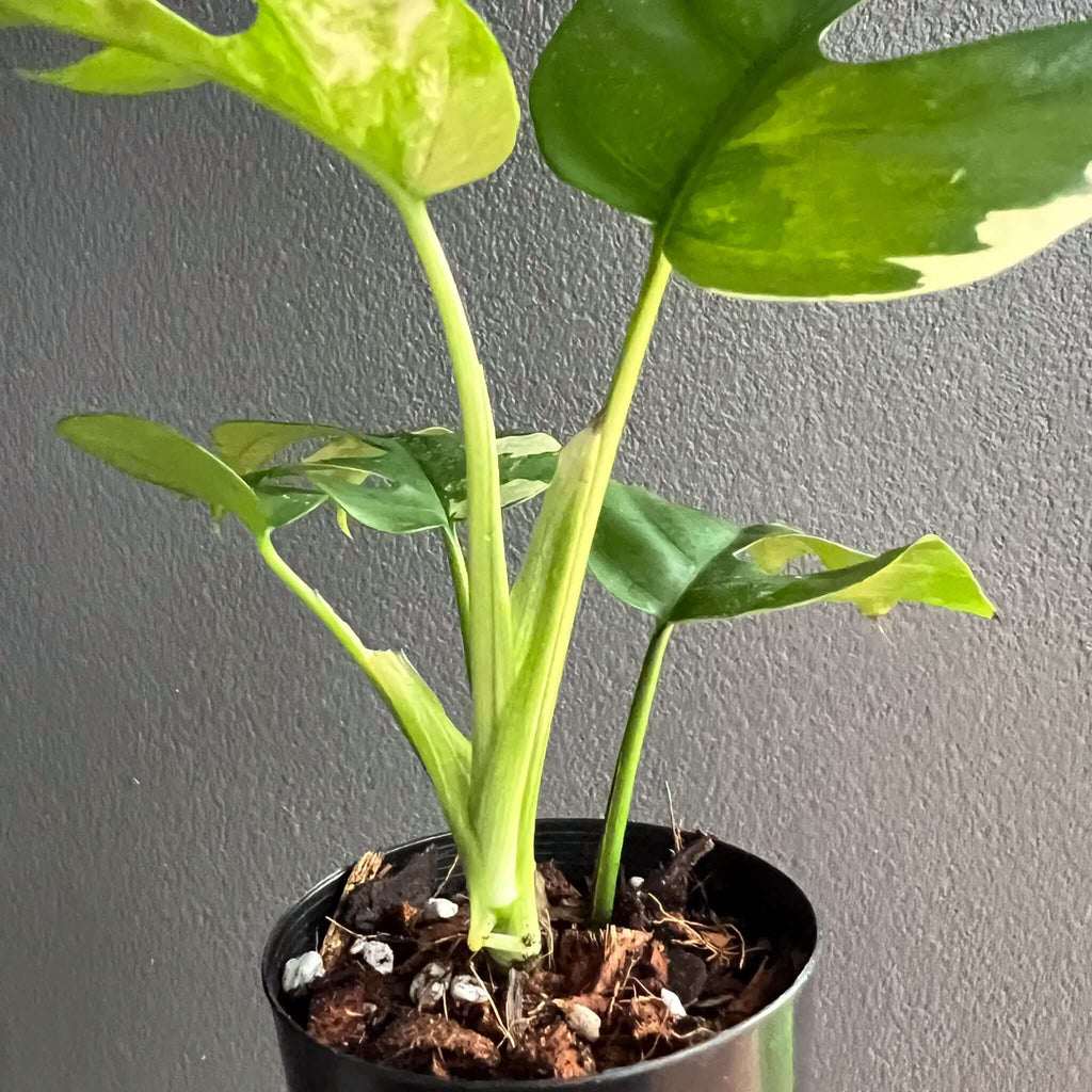 Variegated Rhaphidophora tetrasperma plant in black pot, showcasing unique green and creamy leaves. Chalet Boutique, Australia.