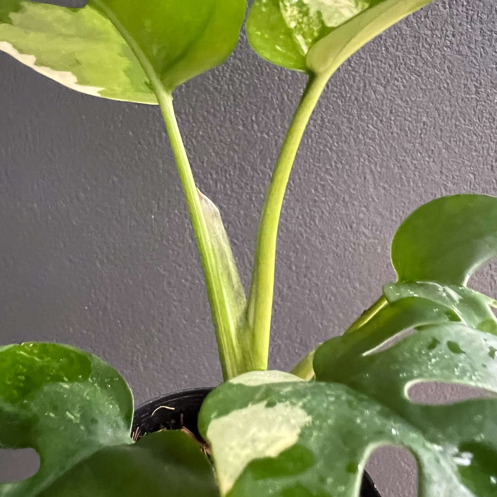 Close-up of Rhaphidophora tetrasperma variegated, showcasing its split, fenestrated leaves. Chalet Boutique, Australia.