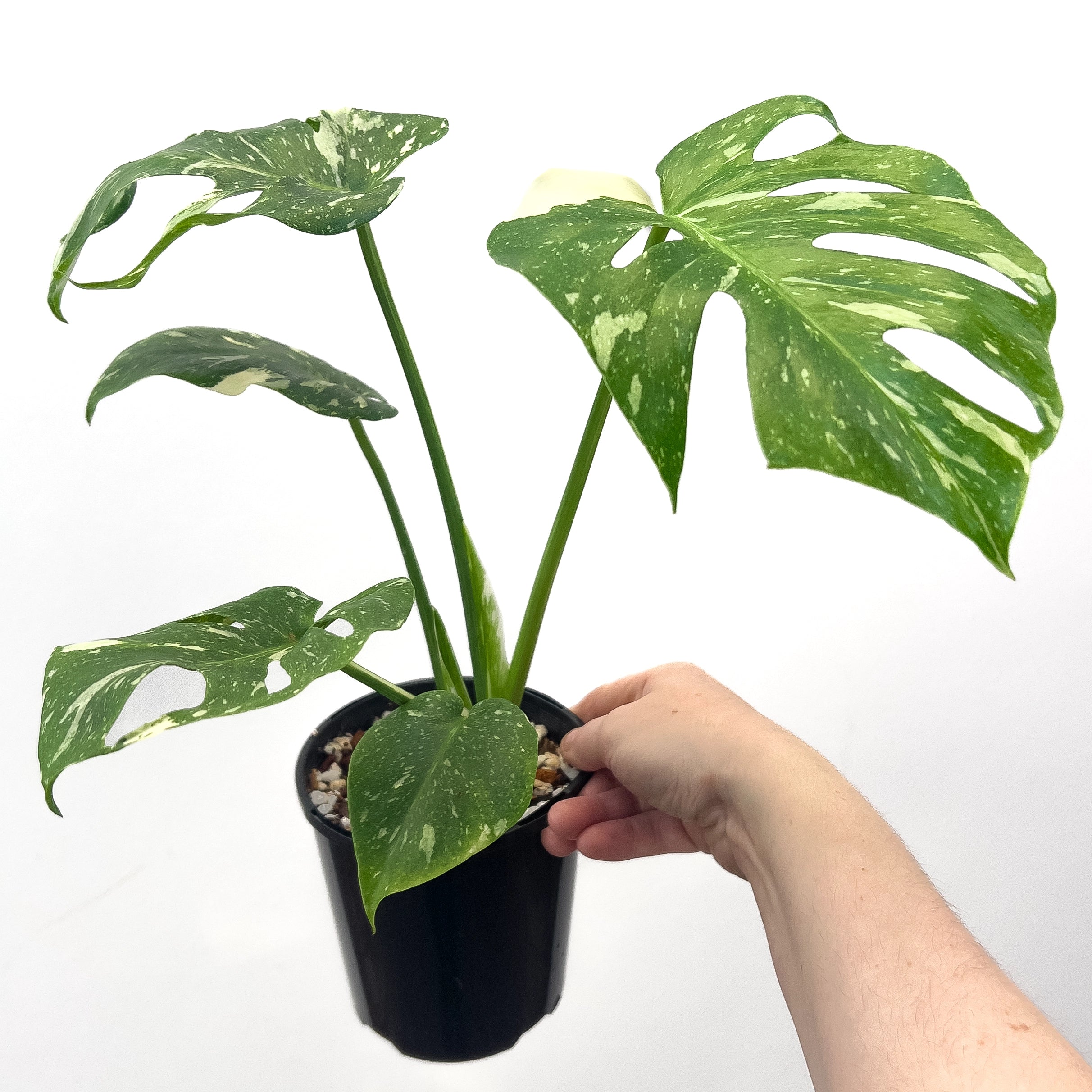 monstera thai constellation price Buy Monstera Thai Constellation