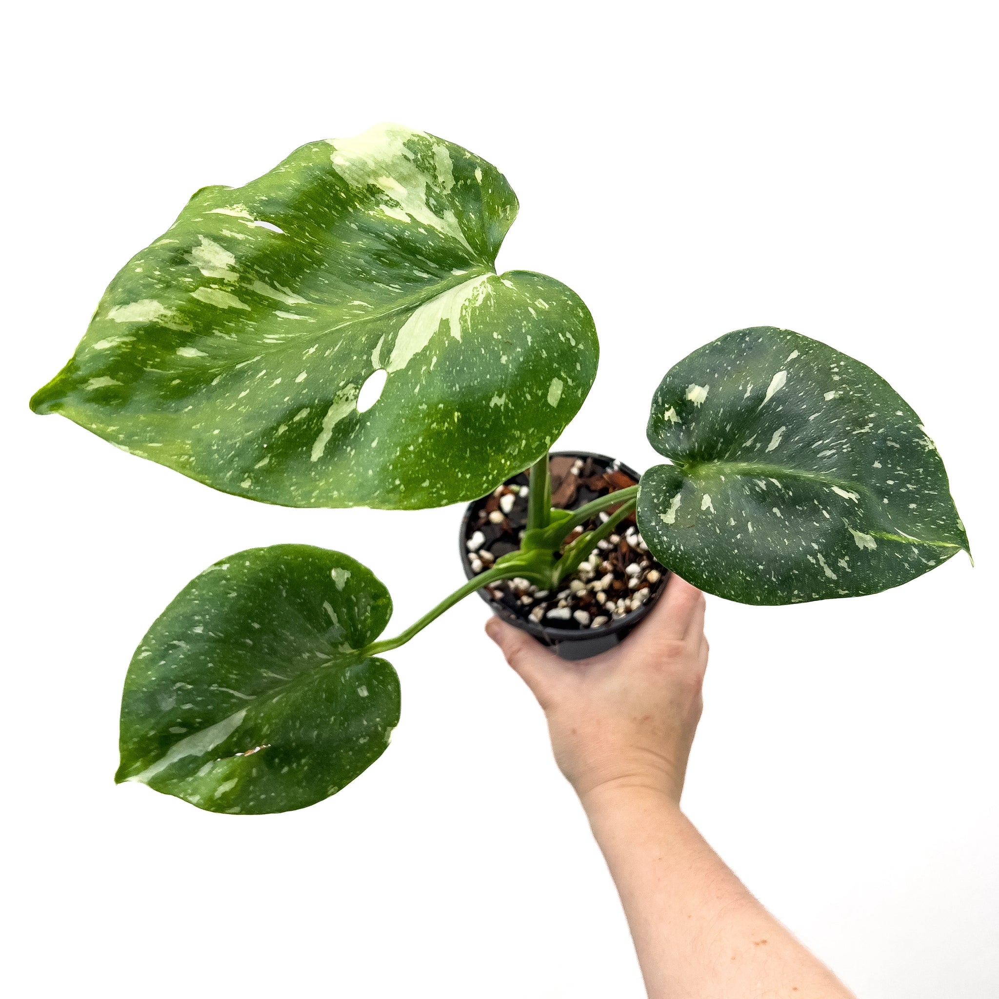 monstera thai constellation xl Buy Monstera Thai Constellation
