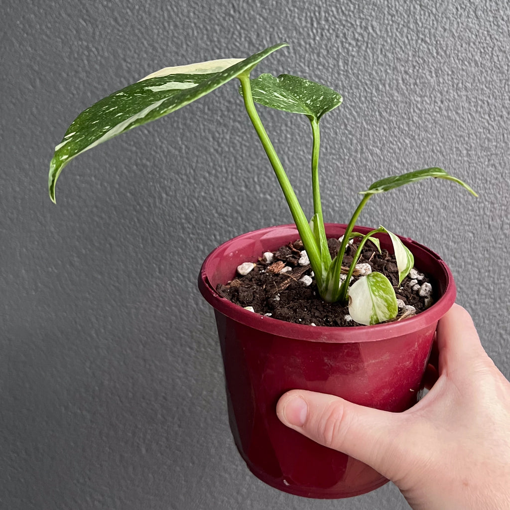 Side view of Monstera Thai Constellation held against a neutral background showing classic leaf splits and even marbling.
