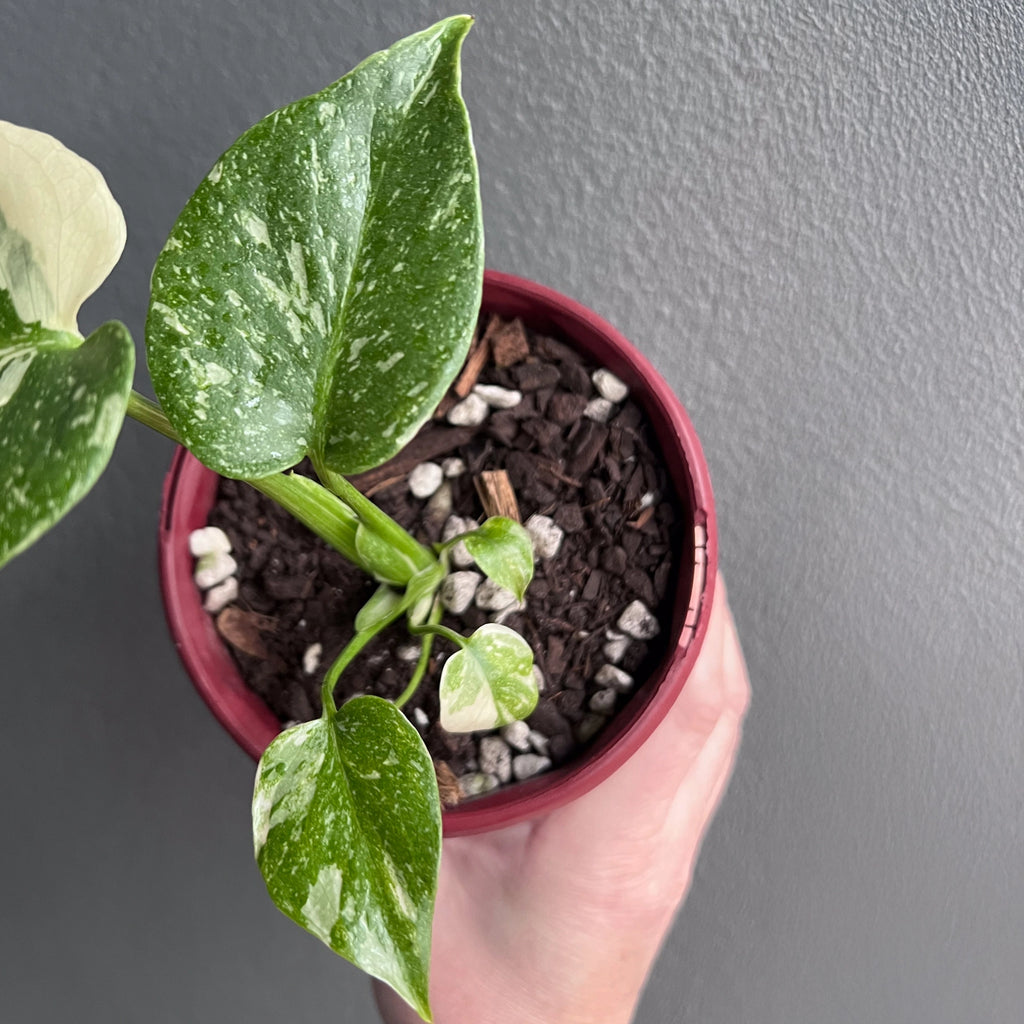 Person holding a potted Monstera Thai Constellation with mature fenestrated leaves and soft creamy variegation. Trusted indoor plant shop Australia.