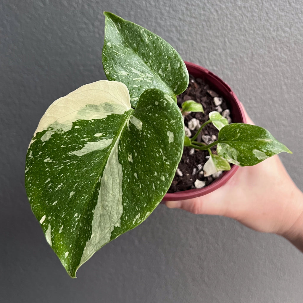 Hand holding a Monstera Thai Constellation showing creamy white marbled variegation across split leaves. Rare indoor plant nursery Australia.