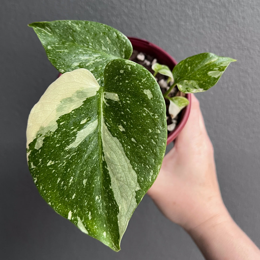 Close-up of Monstera Thai Constellation foliage highlighting balanced cream and green patterning with glossy texture. Rare indoor plant collectors Australia.
