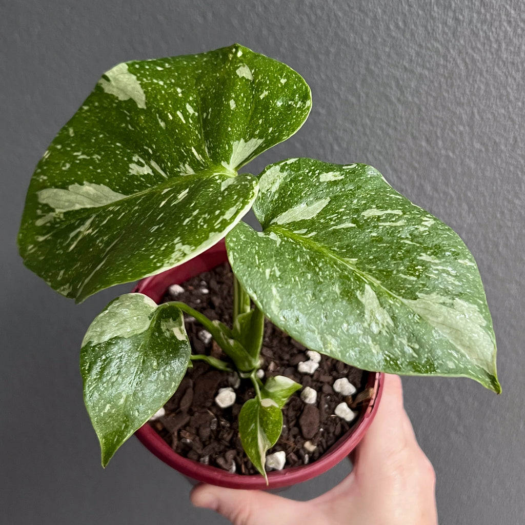 Person holding a large Monstera Thai Constellation leaf with balanced marbling and defined fenestrations.