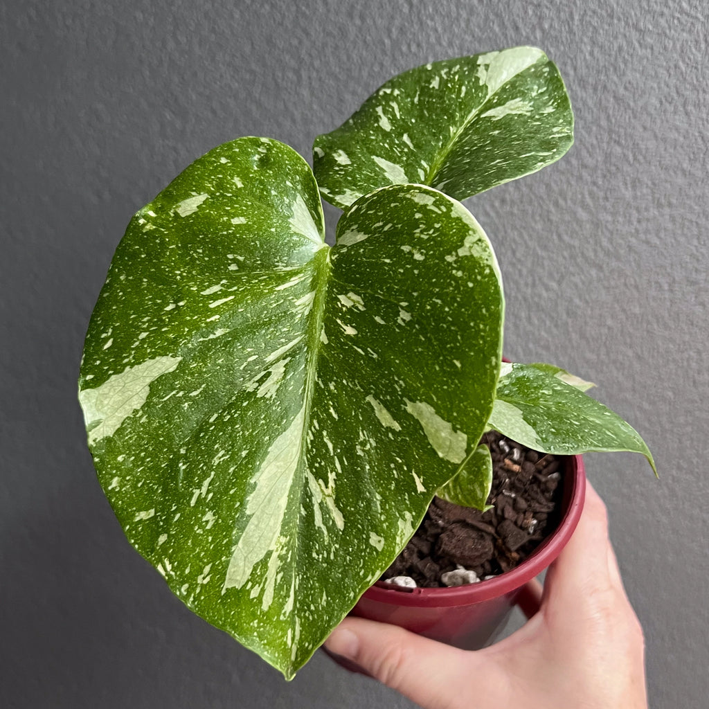 Monstera Thai Constellation in a red nursery pot featuring creamy marbled leaves with clean symmetrical splits.